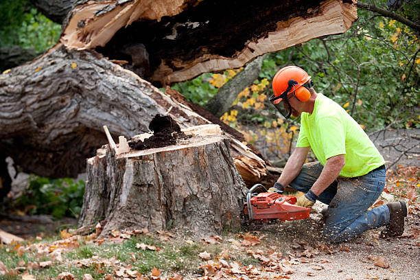 Trusted Badger, AK  Tree Services Experts